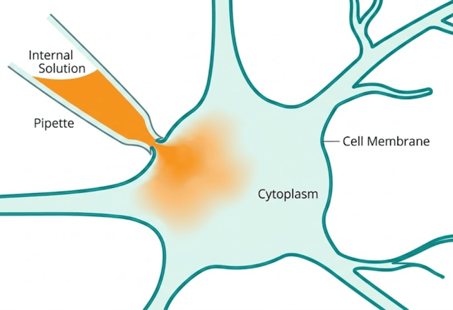 Diagram showing whole-cell patch clamp configuration with internal solution diffusing into a neuron
