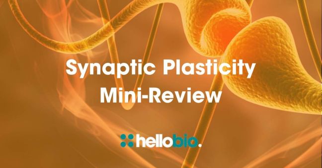 Synaptic Plasticity Review