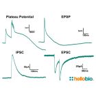 Figure 1. Representative traces of different experiment types carried out in HB9200 aCSF