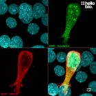 Figure 1. pEGFP-C2 transfected HEK293 cells showing co-localised staining of EGFP and HB8912.