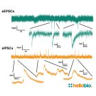 Figure 2. Spontaneous EPSC and IPSC currents recorded using aCSF Instant Powder (packets)