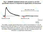 GABAR mediated whole cell current in response to muscimol