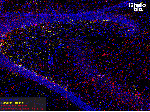 Figure 1. Parvalbumin and Calretinin expressing interneurons in the rat hippocampus.