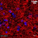 Figure 1. Janelia Fluor 525 conjugated anti-Myelin Basic Protein antibody staining in rat cerebellum