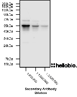 Figure 3. HB9914 shows extremely high sensitivity producing bands down to a 1:2,000,000 dilution
