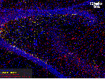Figure 1. Parvalbumin and Calretinin expressing interneurons in the rat hippocampus.