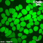 BrdU (5-Bromo-2′-deoxyuridine)