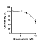 Cytotoxicity test of Staurosporine on HEK293T cells