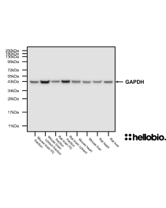 Figure 3. GAPDH Western Blot exposed using SuperBlot<sup>TM</sup> ECL Western Blotting Substrate Kit (Standard)