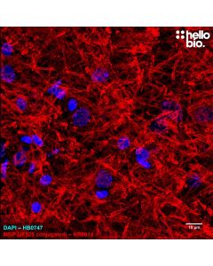 Figure 1. Janelia Fluor 525 conjugated anti-Myelin Basic Protein antibody staining in rat cerebellum