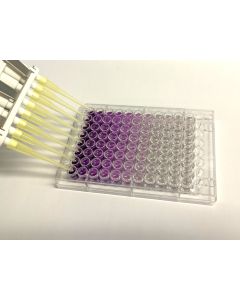 Figure 2. The BCA Protein Assay is a colorimetric assay developing a purple color correlating with protein concentration.