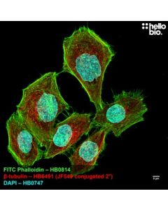Janelia Fluor® 549 NHS Ester (Succinimidyl Ester)