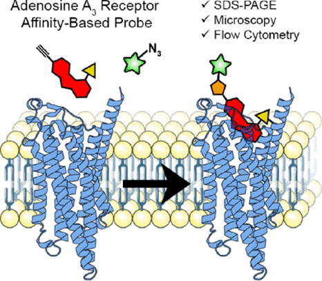 Diagrammatic representation of LUF7960 and applications