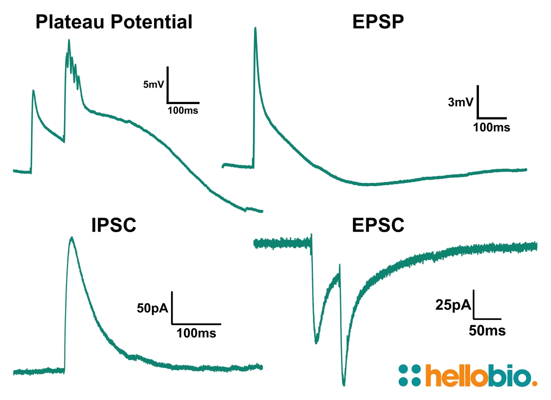 Figure 1. Representative traces of different experiment types carried out in 
aCSF Instant Powder (packets)