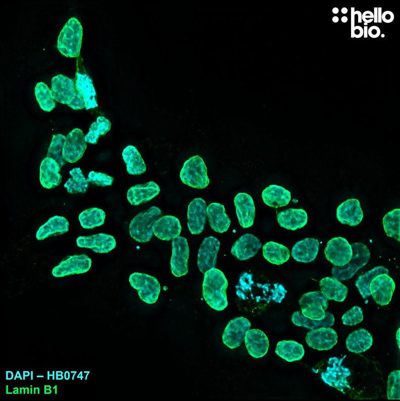 Figure 4. Lamin B1 staining in HEK293T cells using HB6813 Goat Anti-Rabbit IgG H&L (Janelia Fluor&reg; 525) preadsorbed secondary antibody.
