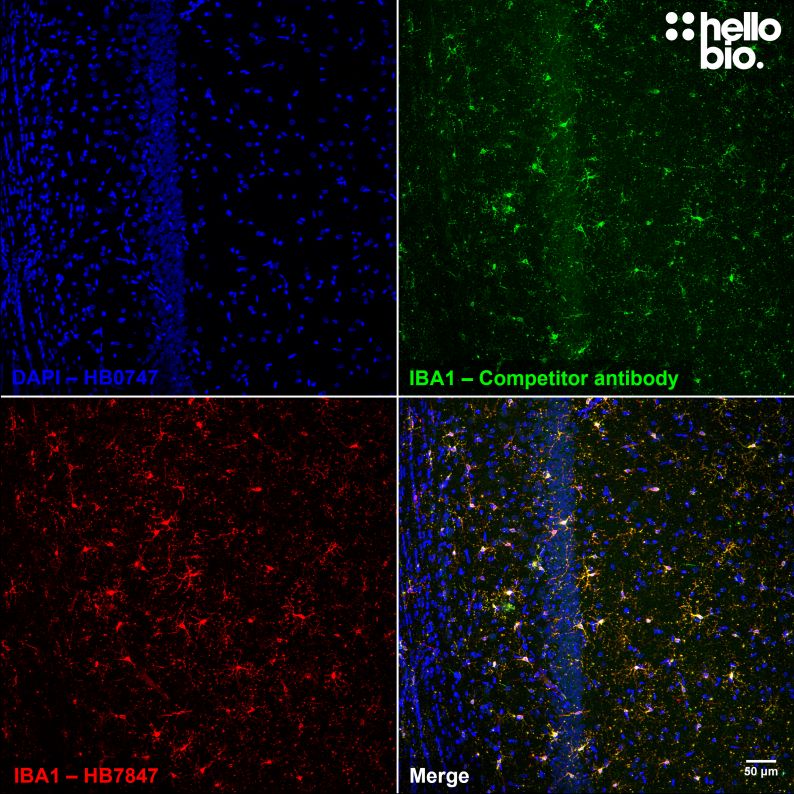 Figure 11. Independent antibody validation of HB6589 in rat CA1