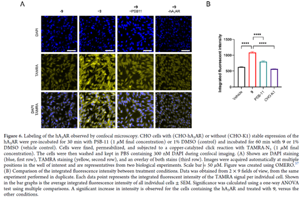 LUF7960 labeling of A<sub>3</sub>AR in CHO cells