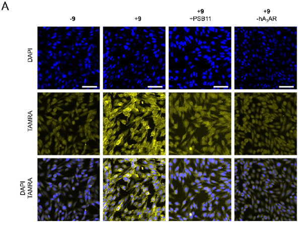 LUF7960 labeling of A<sub>3</sub>AR in CHO cells