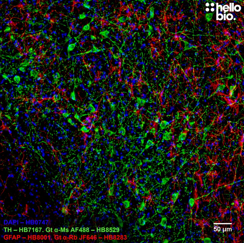 Figure 2. Tyrosine hydroxlase and GFAP staining in rat midbrain using HB8529 Goat Anti-Mouse H&L (AF488) and HB8283 Goat Anti-Rabbit H&L (Janelia Fluor&reg; 646) 