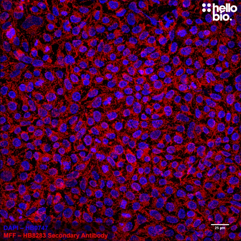 Figure 5. Mitochondrial fission factor (MFF) staining in HEK293T cells using HB8283 Goat Anti-Rabbit H&L (Janelia Fluor&reg; 646)