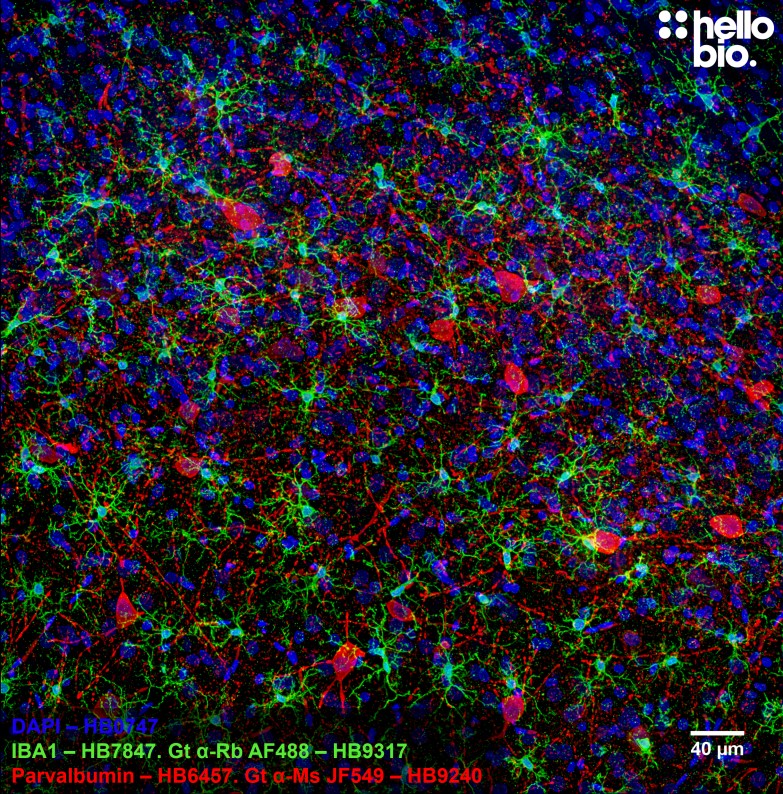 Figure 1. IBA1 and Parvalbumin staining in rat brain using HB9317 Goat Anti-Rabbit H&L (AF488) and HB7393 Goat Anti-Mouse H&L (Janelia Fluor&reg; 646)