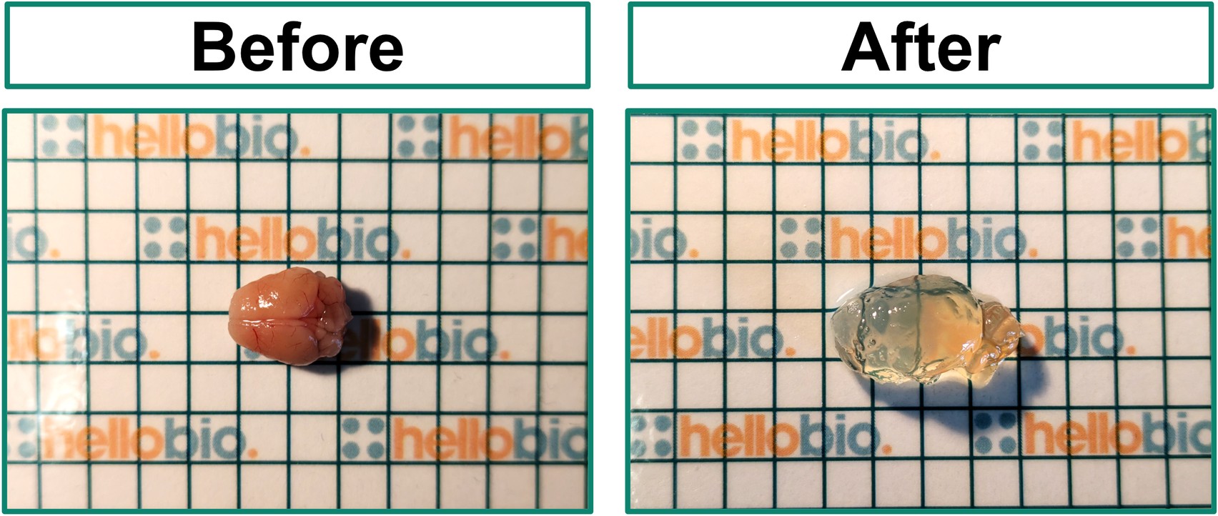 Figure 1. Cleared mouse brain half using HB8771 Tissue Clearing Kit and HB13925 Tissue Clearing Mounting and Storage Solution
