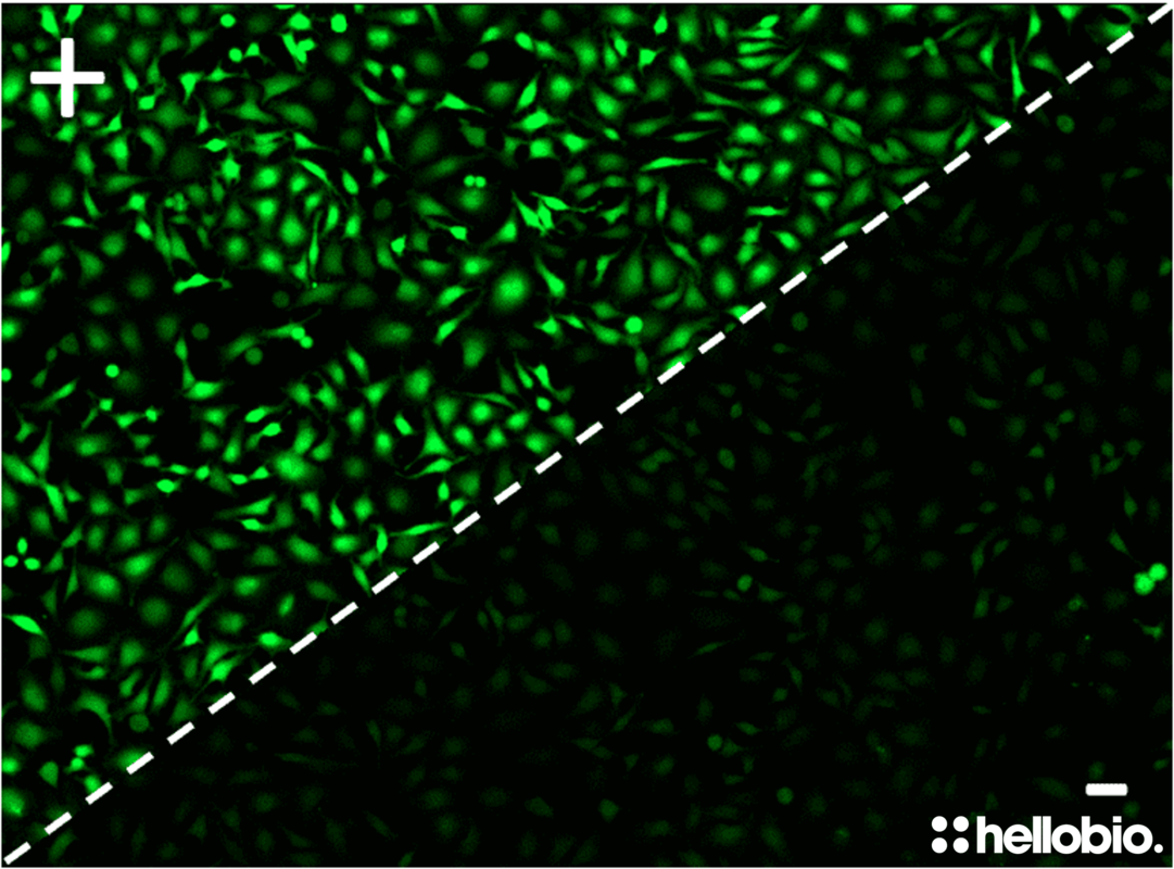 Figure 2. &Delta;F following ATP application to CHO-K1 cells.