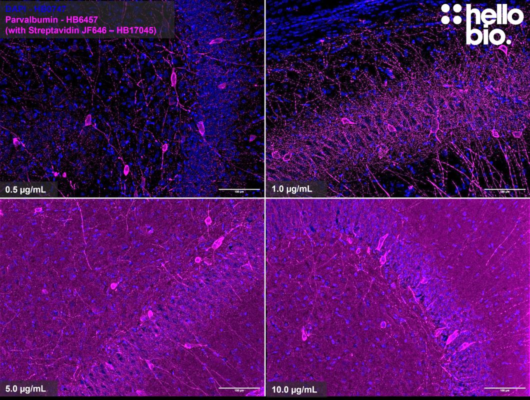 Figure 3. Concentration response of Streptavidin Janelia Fluor® 646 (HB17045) staining in rat hippocampus.
