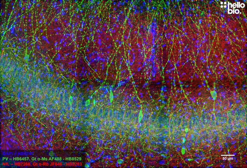 Figure 2. Neurofilament L and Parvalbumin staining in rat CA1 using HB8283 Goat Anti-Rabbit H&L (Janelia Fluor&reg; 646) and HB8529 Goat Anti-Mouse H&L (AF488)