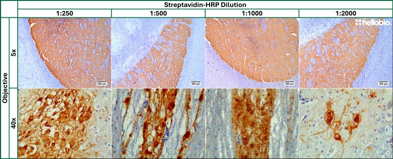 Figure 1. Concentration response of HB5255 Streptavidin-HRP in paraffin embedded rat brain sections stained for tyrosine hydroxylase