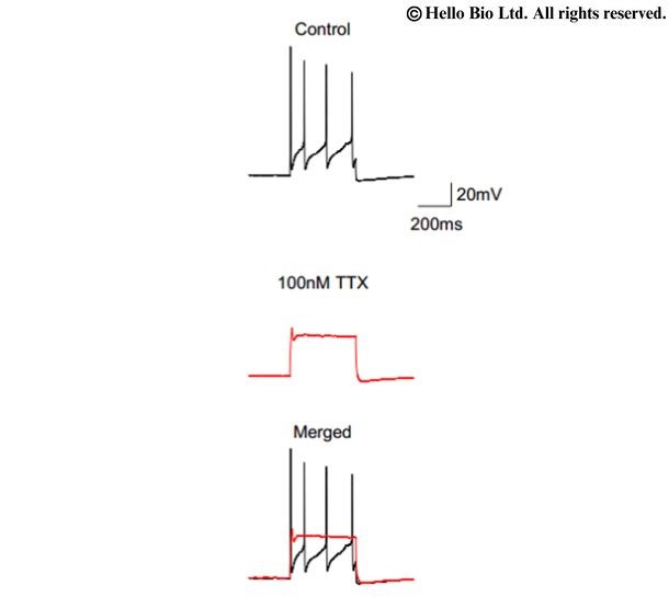 Figure 6. Whole-cell current clamp recordings using a K+-based filling solution