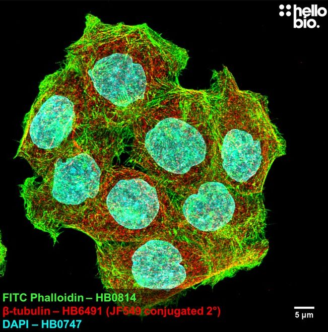 Fig 3. ß-tubulin expression in HeLa cells visualised using a Janelia Fluor® 549 conjugated secondary antibody. 