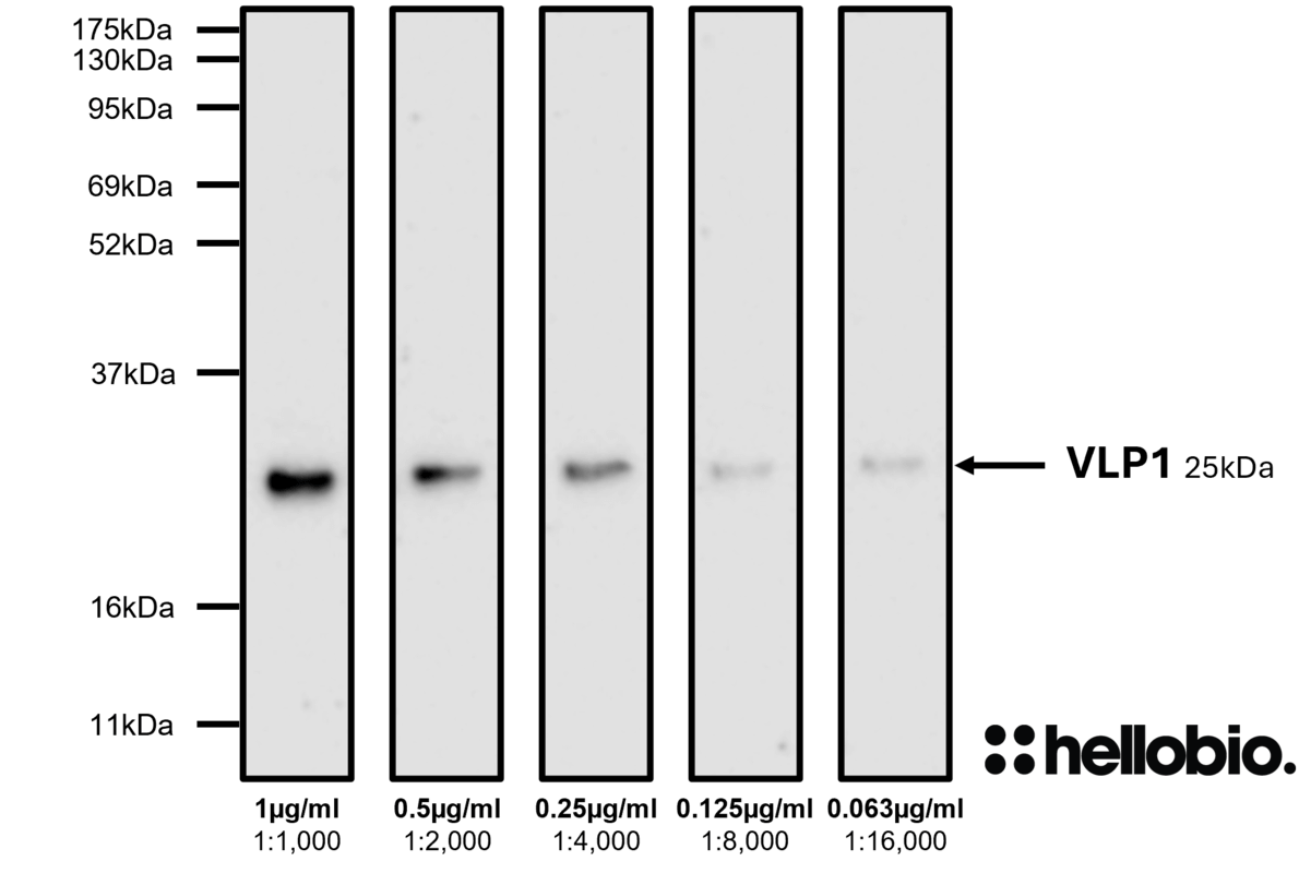 Figure 7. Concentration response of HB9013 staining in a rat brain cytosol preparation.