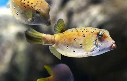 Low cost Tetrodotoxin (TTX) launched by Hello Bio - to help neuroscientists