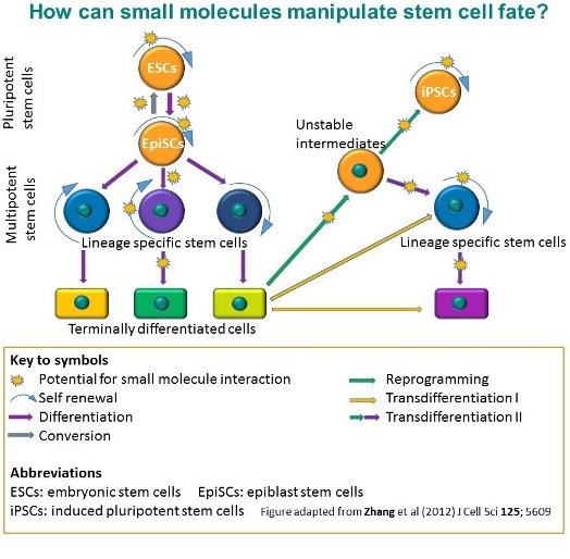 How can small molecules manipulate stem cell fate? How can small molecules manipulate stem cell fate?