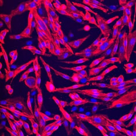 Cellaura Fluorescent GPCR ligands range Cellaura Fluorescent GPCR ligands range