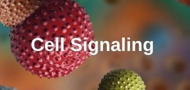 Cell Signaling Cell Signaling