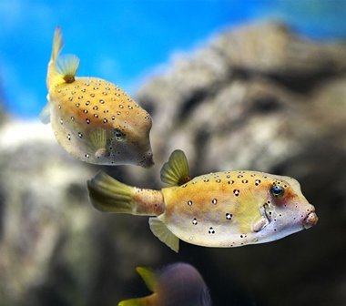 Low cost tetrodotoxin citrate Low cost tetrodotoxin citrate