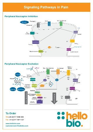 Signaling in Pain Pathways Signaling in pain pathways
