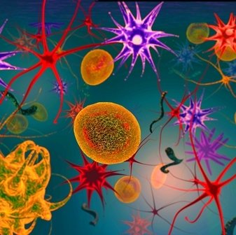 clozapine dihydrochloride neurons
